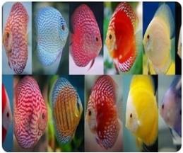 Discus Area